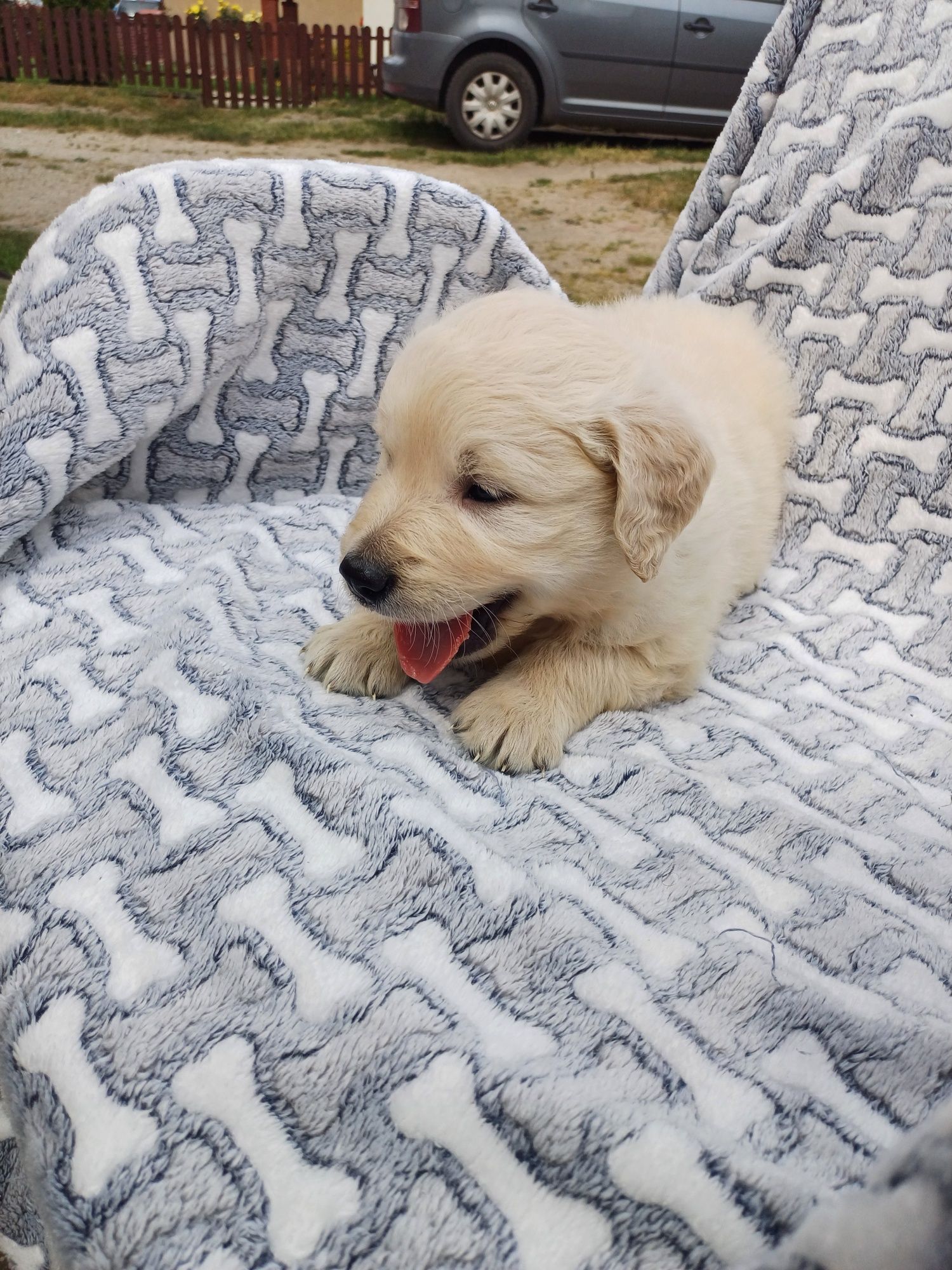 Piesek rasy Golden retriever
