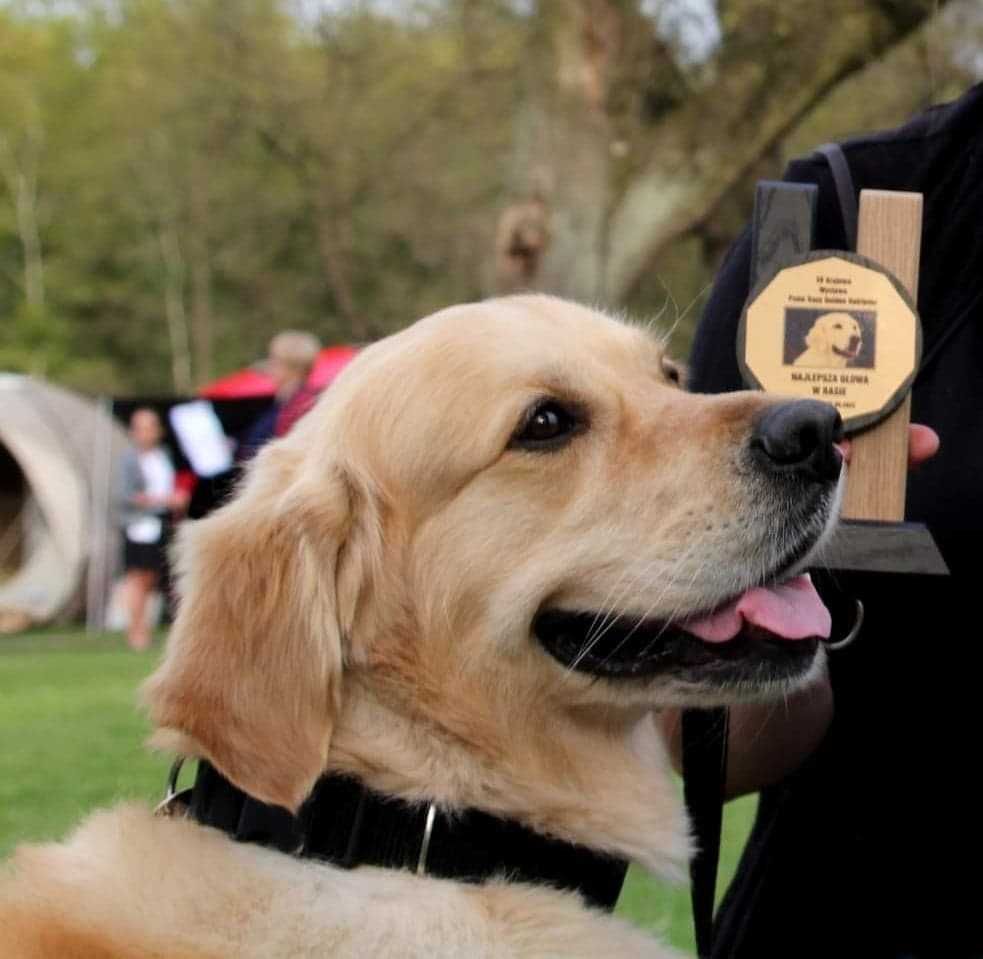 Reproduktor Złoty Golden Retriever ZKwP FCI  Krycie