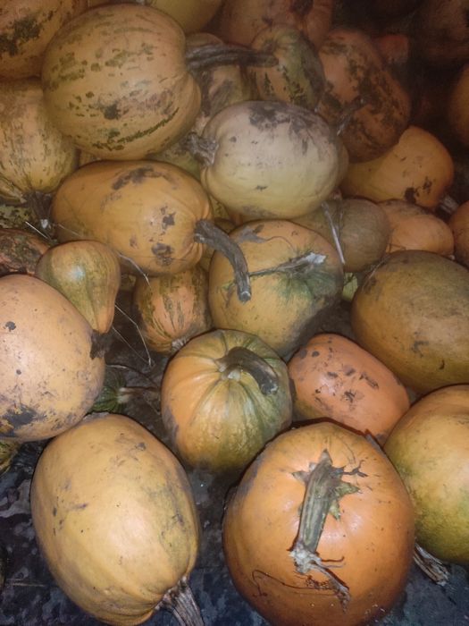 Гарбуз на корм з городу