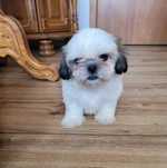 Shih-tzu Tricolor  Suczka