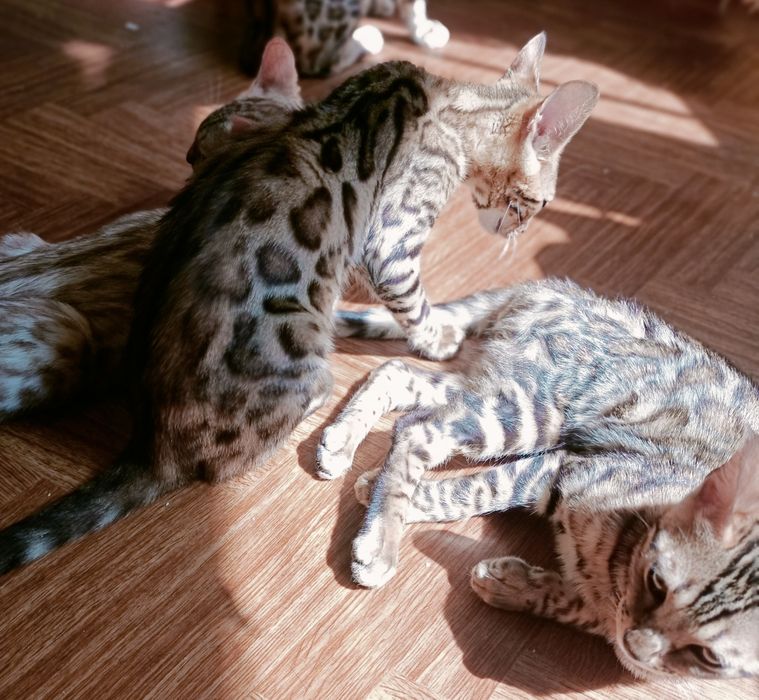 Бенгальські котики