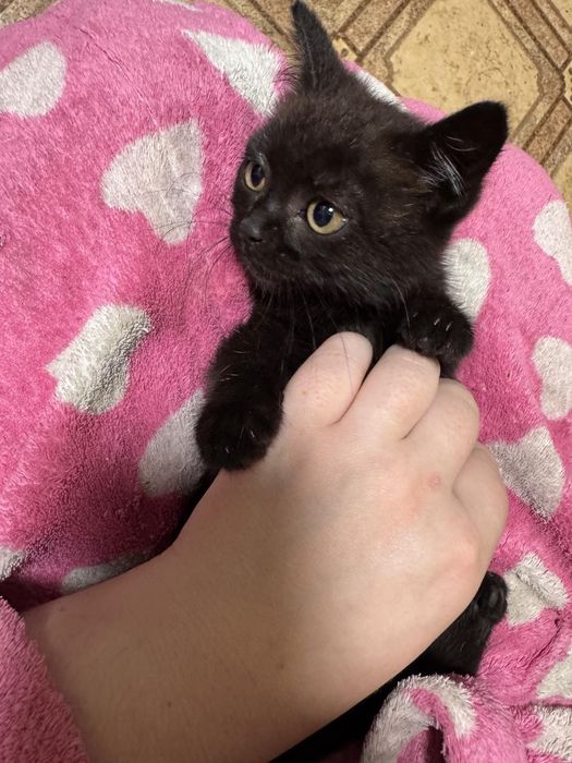 Котенок мальчик британец метис