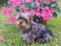 York mini suczka blue merle