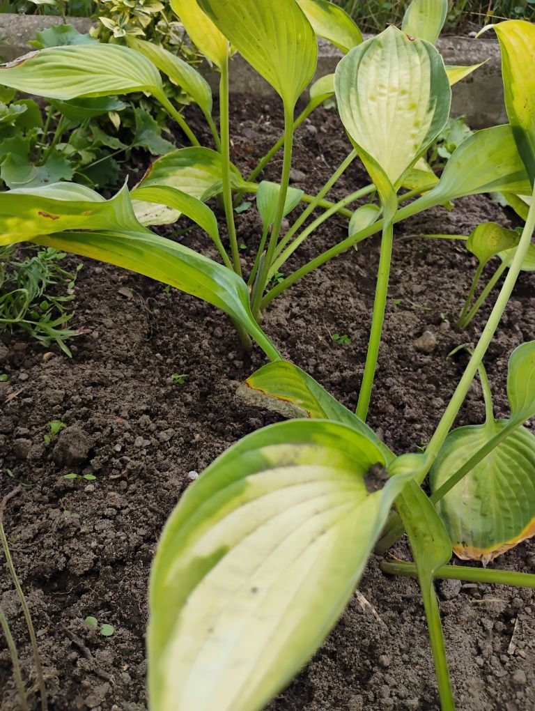 Funkia hosta sadzonka ukorzeniona