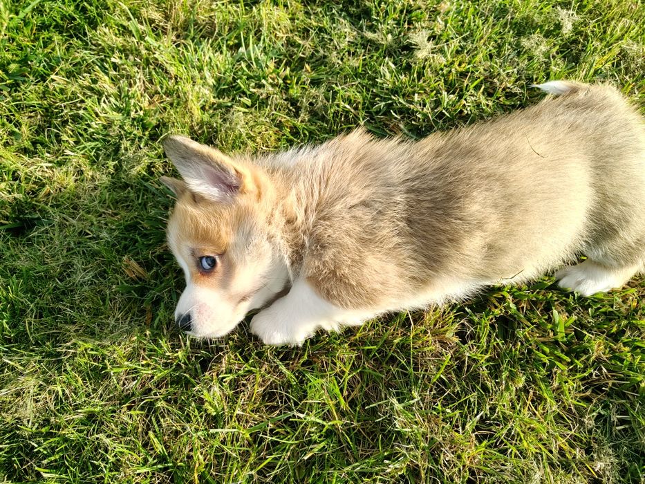 Ruda suczka z krotkim ogonem Welsh Corgi Pembroke FCI