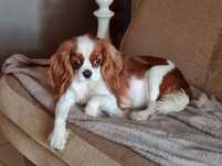Cavalier King Charles Spaniel - SUCZKA - ZKwP FCI