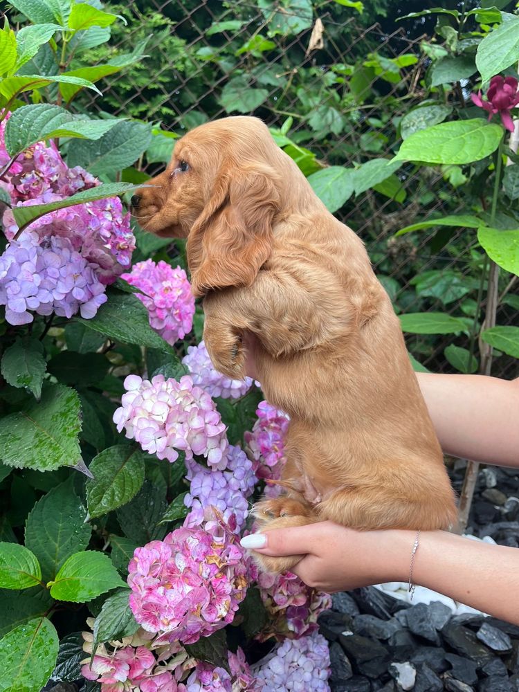 Cocker Spaniel Angielski
