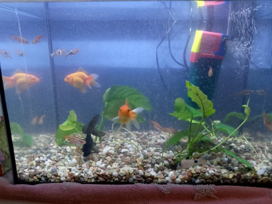 Sprzedam akwarium 30l