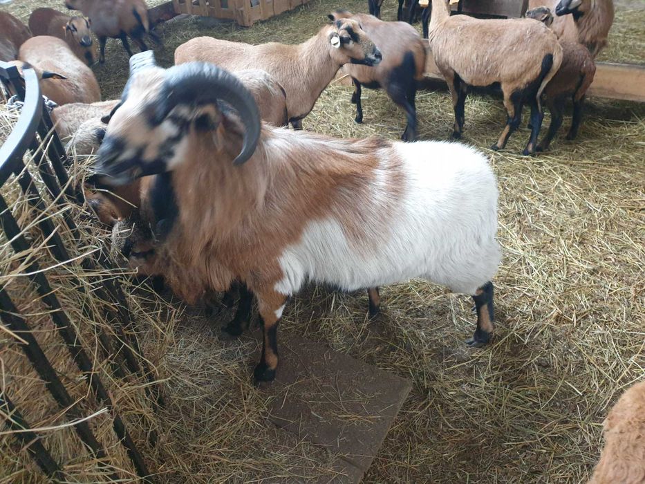 Barany Baranki Owce Kameruńskie