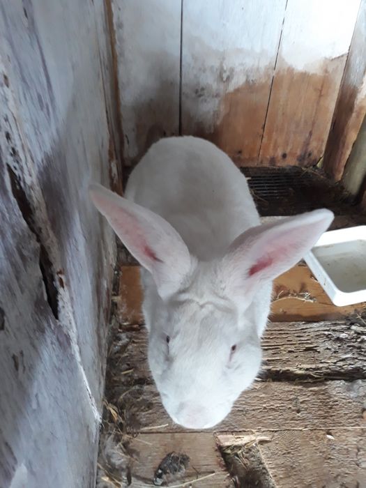 Кролики разных пород