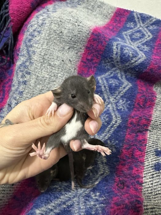 Пацюк криса щур пацюки