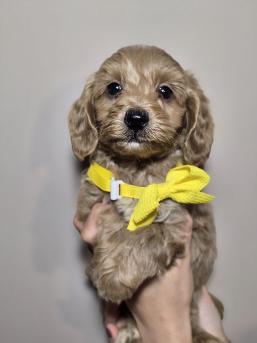 Maltipoo f1 piesek szczenię szczeniaki metryka chip