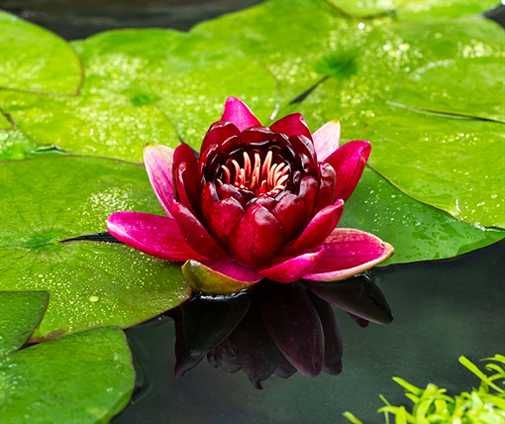 Nenúfares raros . Carmim, alaranjado e rosa variegada, outras plantas