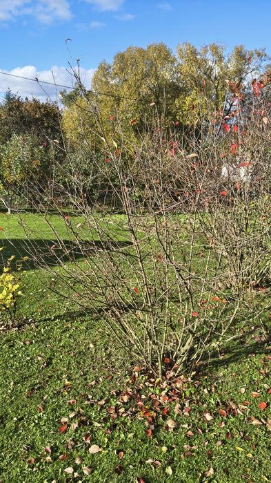 Sadzonki, krzewy aronia