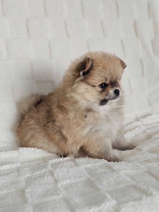 Szpic miniaturowy - pomeranian - rudy