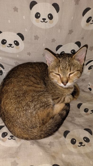 Oddam kotkę, kot, kotki gratis kuweta + miski