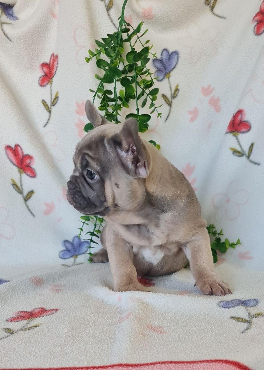Estupenda menina robusta Bulldog/Bouledogue Francês. Qualidade