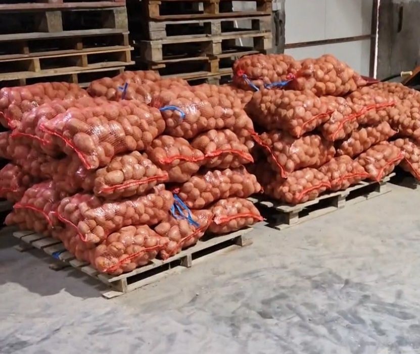 Batata Agria e Kennebeck