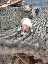 Jack Russell terrier piesek