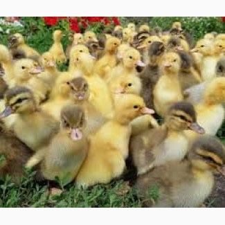Продажа каченят