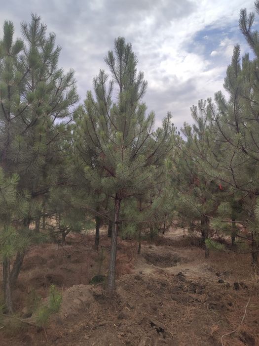 Продам рослини, туя брабант, смарагд, сосна кримська, сосна звичайна.