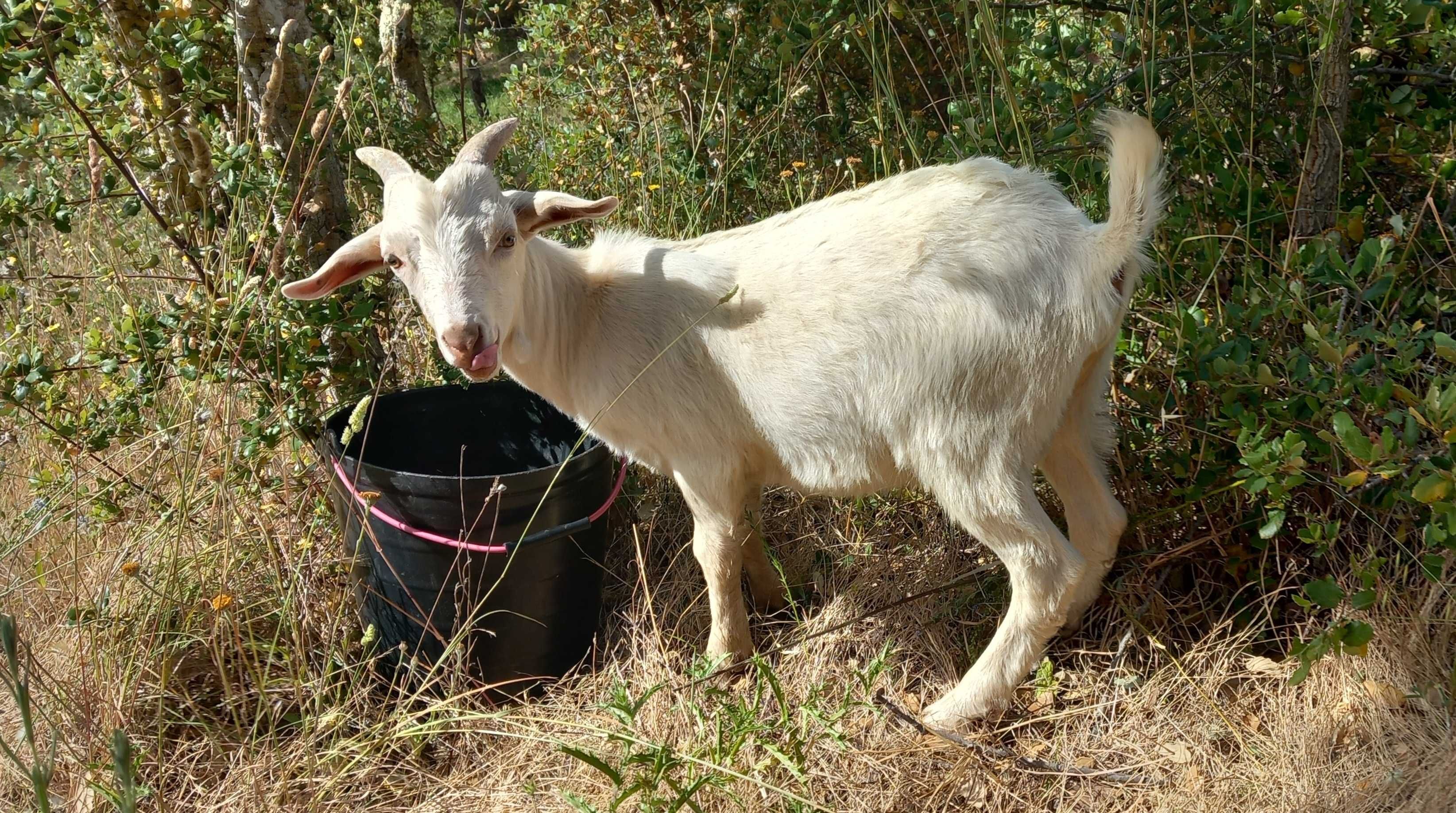 Cabra, macho 5 meses, para criação