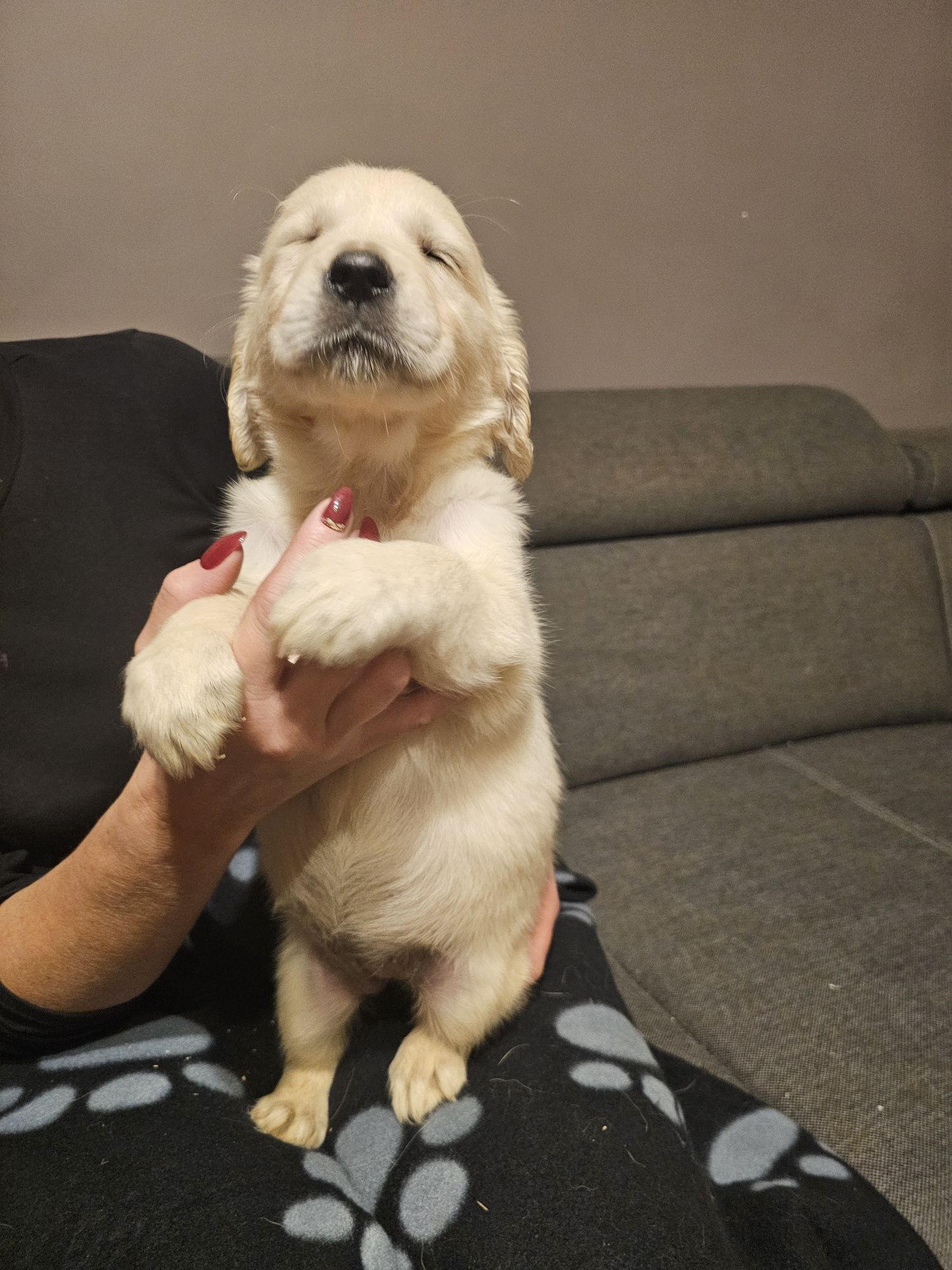 Golden retriever szczeniak