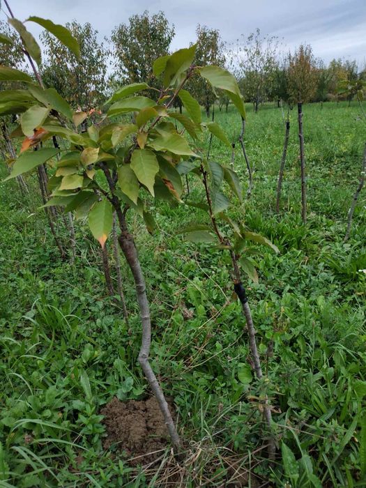 Сакура звичайна…..