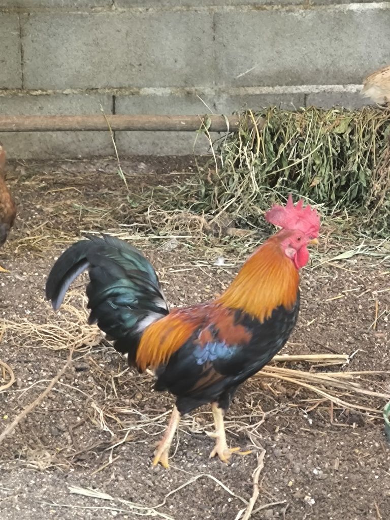 Galos bankiva vermelho