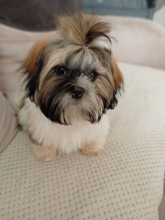 Oddam sunie shih tzu