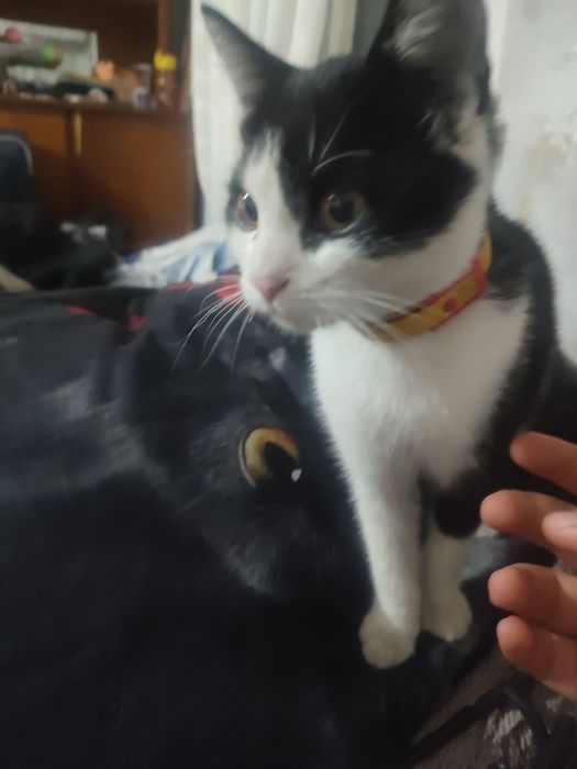 Віддам кошеня в добрі руки