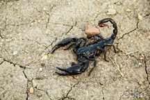 Heterometrus spinifer sub/adult
