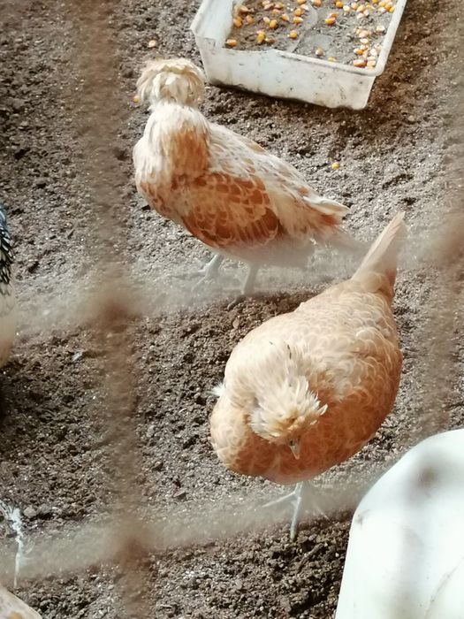 Casais de Paduanas (Camurça)