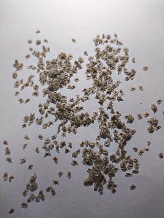 Nasiona paulowni shan tong 200szt