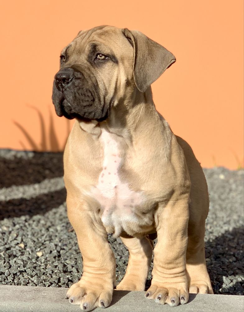 Boerboel Sul Africano