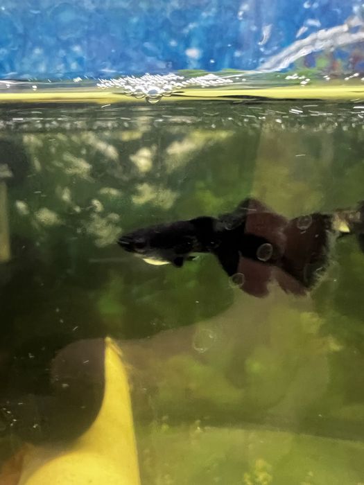 Продаються Гуппі чорний монах та чорний принц