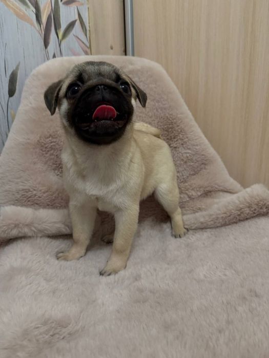 Лапушки милашки мопсяшки