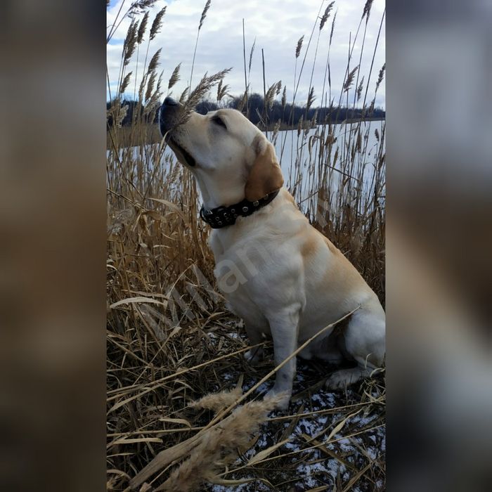 Вязка. Кобель. Лабрадор ретривер