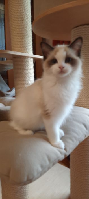 Ragdoll kocurek FPL po Championie