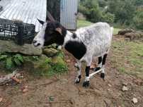Cabras para venda