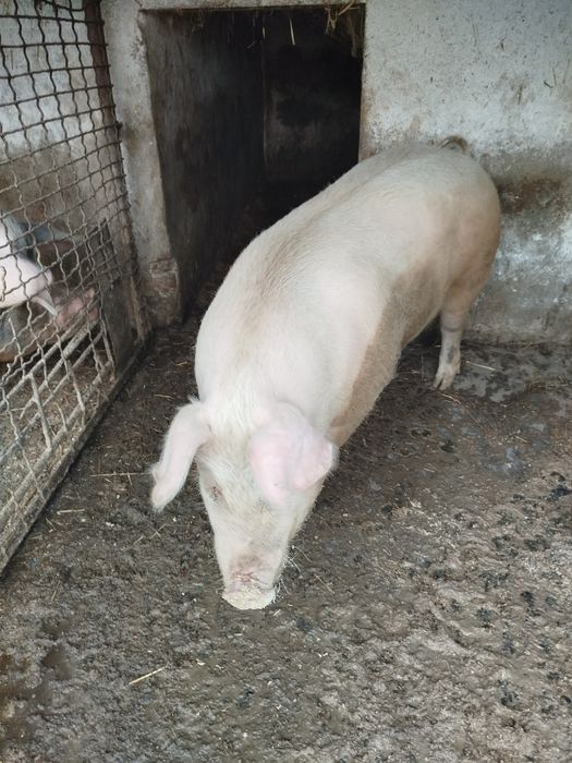 Продається свиня, молодняк