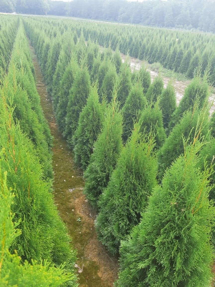 Tuja Thuja Tuje Szmaragd 140 cm