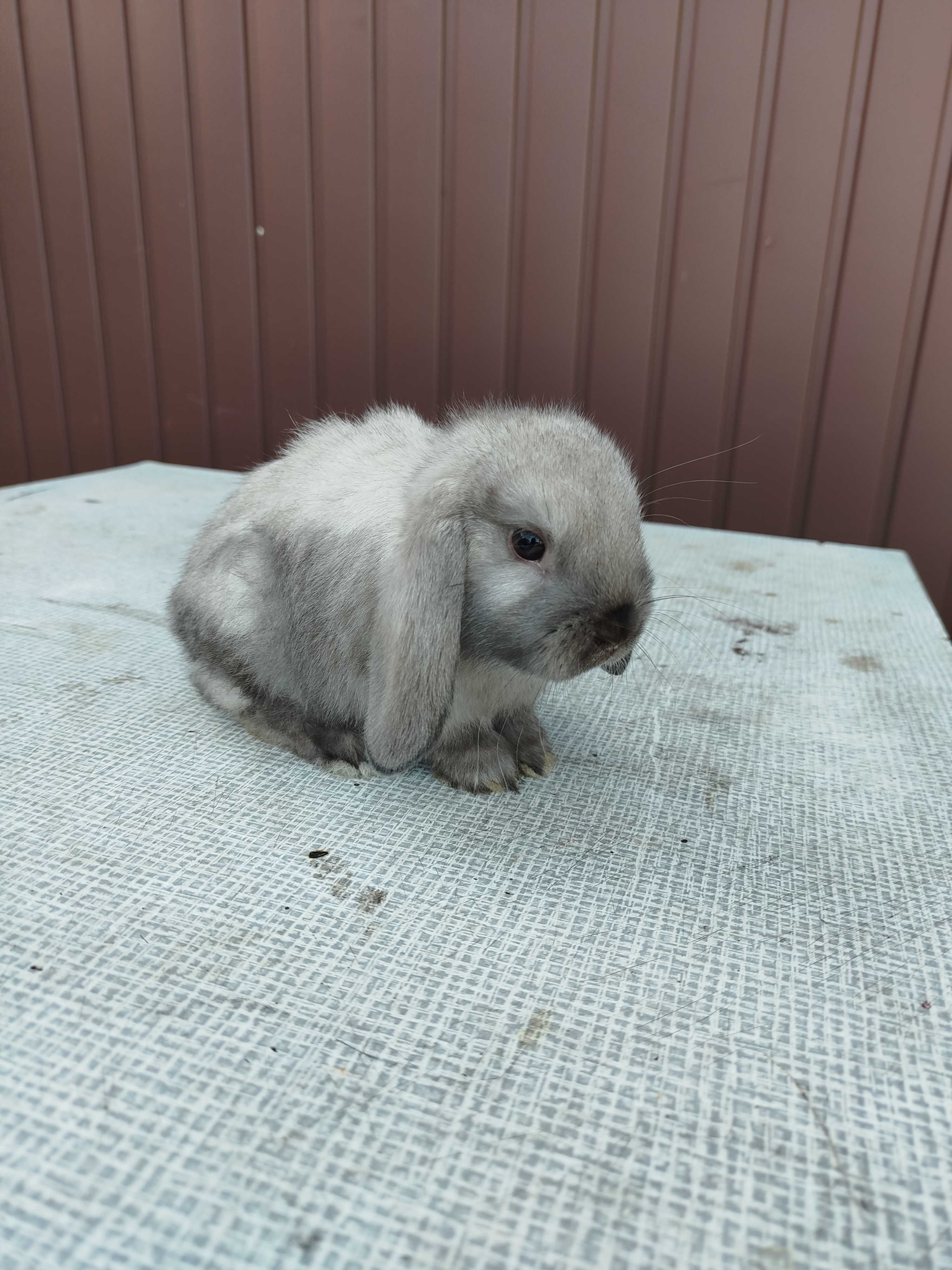 Króliczki miniaturki mini lop