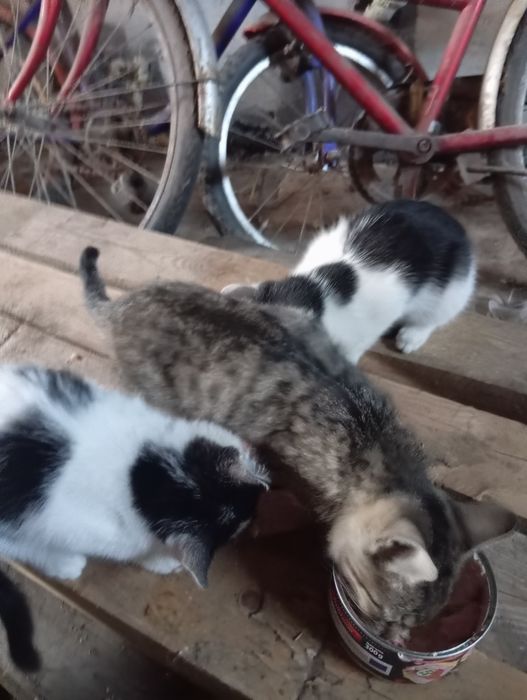 Oddam kotki w dobre ręce