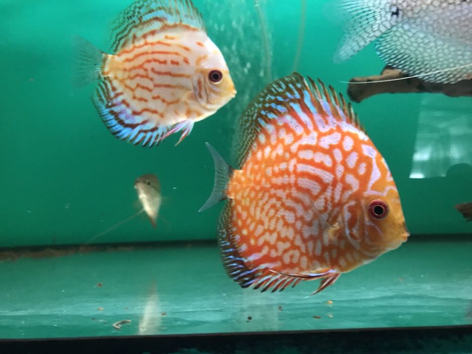 Paletki, paletka 15cm