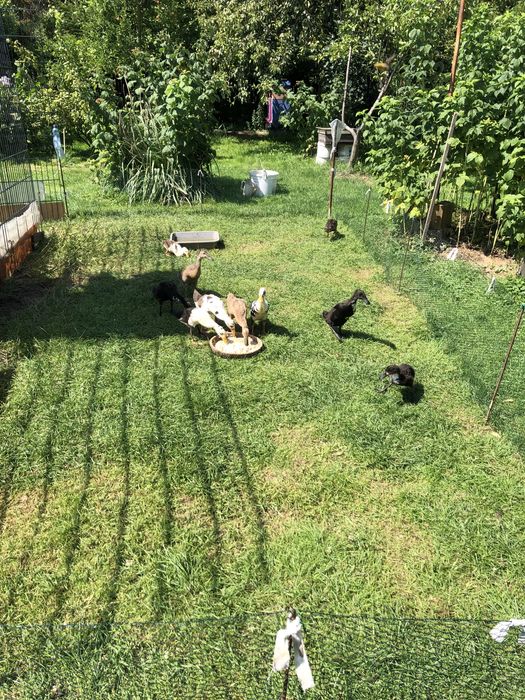 Kaczki biegusy 3 miesięczne