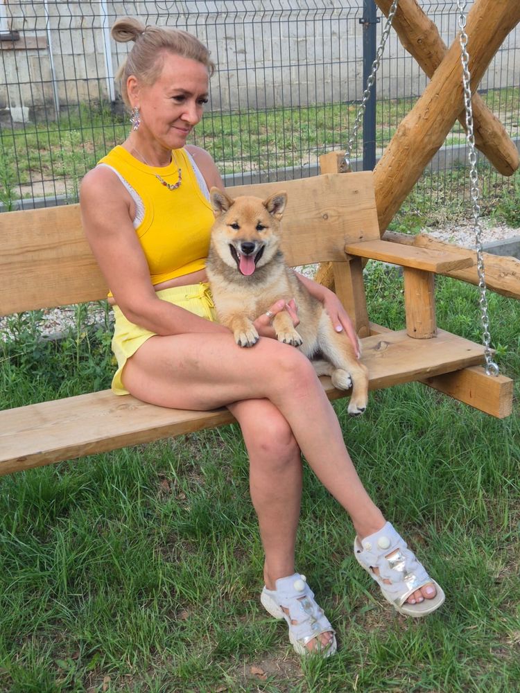 Shiba śliczna czerwona dziewczynka