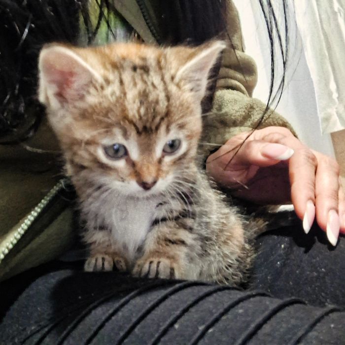 Кошеня дівчинка 1,5 місяця