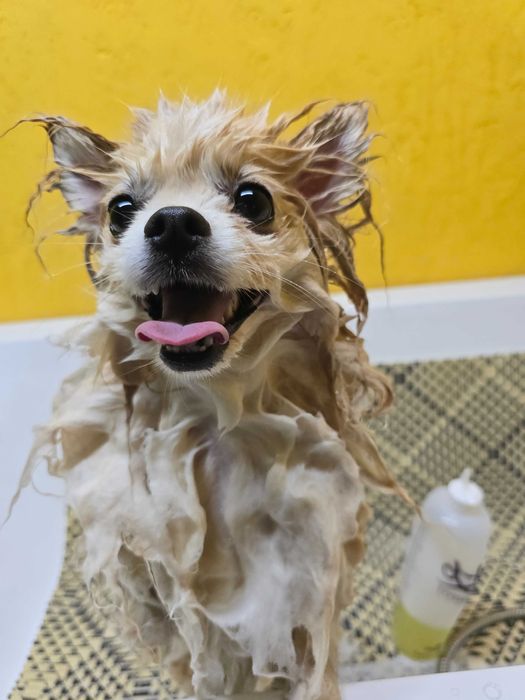 Грумінг Коростень (Коростенський район)