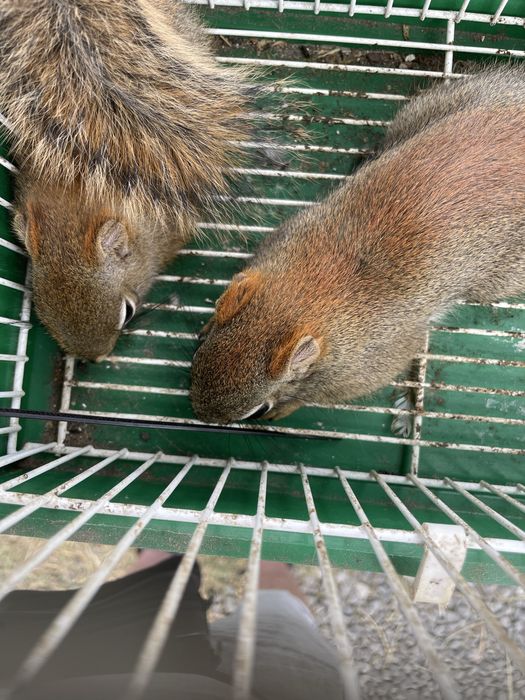 Wiewiórka hudsona, młody samczyk i samiczka